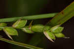 Ouachita Mountain sedge